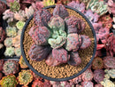 Echeveria 'Linguas' 4"-5" Succulent Plant