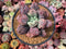 Echeveria 'Linguas' 4"-5" Succulent Plant