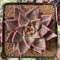 Echeveria Agavoides 'Full Moon' 3" New Hybrid Succulent Plant
