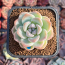 Echeveria 'Icy Green' 1"-2" Succulent Plant