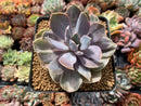 Echeveria 'Perle von Nurnberg' Variegated/Mutated 4" Succulent Plant