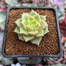 Echeveria 'Tesla' 1" Succulent Plant