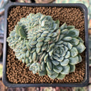 Echeveria 'Primera' Crested 1"-2" Succulent Plant