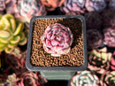 Echeveria 'Cream Grape' 1" Seed-Grown Succulent Plant