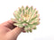 Echeveria 'Mebina' Variegated Large 3"-4" Succulent Plant