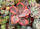 Echeveria 'Angel Wings' Variegated 2"-3" Succulent Plant