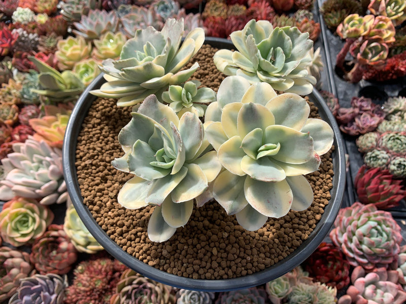 succulents japan Echeveria 'Japan Moon River' Variegated 5" Cluster Succulent Plant