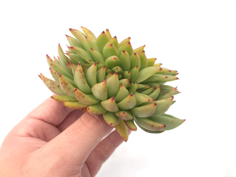 Echeveria Agavoides 'Ebony' Crested 4" Succulent Plant