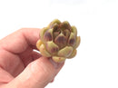 Echeveria Agavoides 'Black Queen' Hybrid 1" Small Succulent Plant