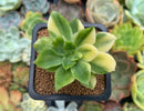 Echeveria 'Bob Jolly' Variegated 1" Succulent Plant