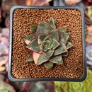 Echeveria 'Monocerotis' Variegated 1" Succulent Plant