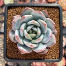 Echeveria 'Ivory' 2"-3" Powdery Succulent Plant