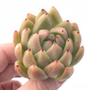 Echeveria Agavoides Wax 3” Rare Succulent Plant