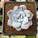 Echeveria 'Laui' 1" Powdery Succulent Plant