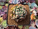 Echeveria 'Monroe' Hybrid 2"-3" Succulent Plant