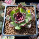 Echeveria 'Fushike' 1" Succulent Plant