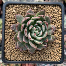 Echeveria 'Miracle' Variegated 2" Succulent Plant