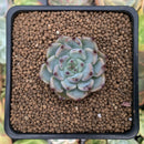 Echeveria 'Cherry Blossom Ending' 1" Succulent Plant