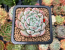 Echeveria 'Viyant' 1" Succulent Plant