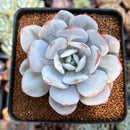 Echeveria 'Laui' 3" Powdery Succulent Plant
