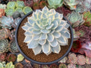 Echeveria 'Subsessilis' Variegated 4" Succulent Plant