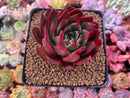 Echeveria Agavoides sp. 3" Succulent Plant