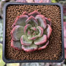 Echeveria 'Champaign' 1" Succulent Plant