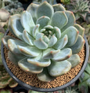 Echeveria 'Orange Monroe' 4" Succulent Plant