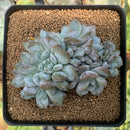 Echeveria 'Hosikage' Crested 3" Succulent Plant