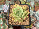 Echeveria Agavoides 'Maria' 2" Succulent Plant