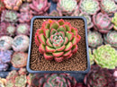 Echeveria Agavoides 'Happy' 2" Succulent Plant