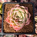 Echeveria Hybrid sp. 1"-2" Succulent Plant