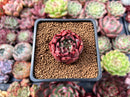 Echeveria Agavoides 'Sarabony' 1" Succulent Plant