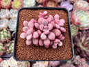 Echeveria 'Polari' 2"-3" Cluster New Hybrid Succulent Plant