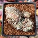 Echeveria 'Primera' Crested 2" Succulent Plant