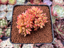 Echeveria Agavoides 'Elkhorn' Crested 3" Succulent Plant