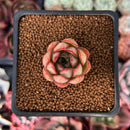Echeveria 'Pink Dragon' 1" Succulent Plant