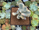 Cotyledon 'Orbiculata' Variegated 3" Succulent Plant