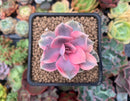 Echeveria 'Rainbow' Variegated 2"-3" Succulent Plant