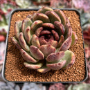 Echeveria 'Black Queen' Hybrid 3" Succulent Plant