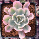 Echeveria 'Secunda' Variegated 2"-3" Succulent Plant