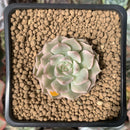 Echeveria 'Margaret' Variegated 1" Succulent Plant