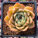 Echeveria Agavoides 'Omphalos' 2" Succulent Plant