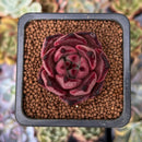Echeveria Agavoides 'Red Ebony' 1" Succulent Plant