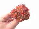 Echeveria ‘Memory’ Crested 3” Rare Succulent Plant
