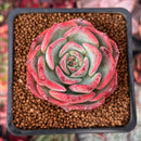 Echeveria 'Patricia' 2" Succulent Plant