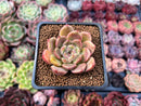 Echeveria 'Herbion' 1" Succulent Plant