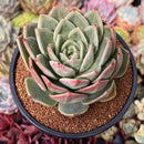 Echeveria 'White Champaign' 4" Succulent Plant