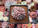 Echeveria 'Purple Lydia' 2" Cluster Succulent Plant