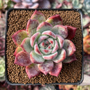 Echeveria 'Ratam' 3" Succulent Plant